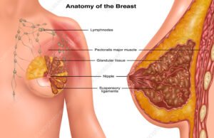 Read more about the article Female Breasts: A Symbol of Life, Desire, and Evolutionary Mystery